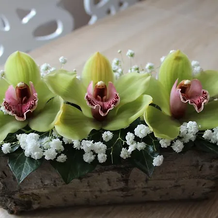 Orchid House * 베오그라드